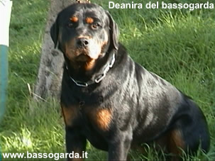 Deianira del bassogarda 